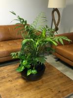 Inscape Indoor Plant Hire image 5